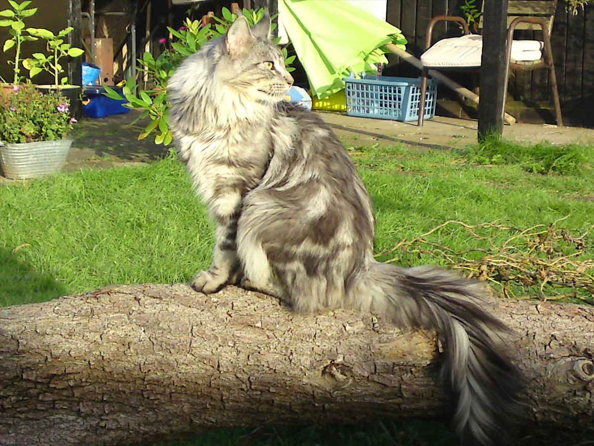 Maine Coon Baba Looey  (Louie) billede 3