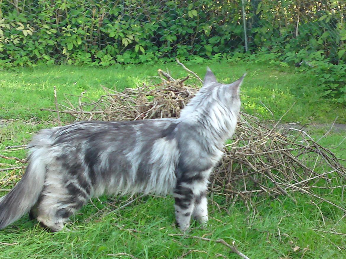 Maine Coon Baba Looey  (Louie) billede 4