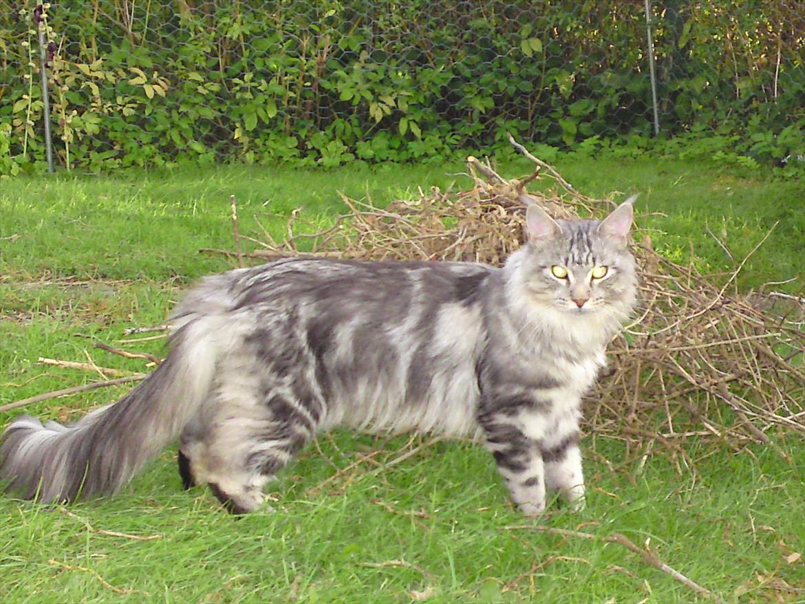 Maine Coon Baba Looey  (Louie) billede 5
