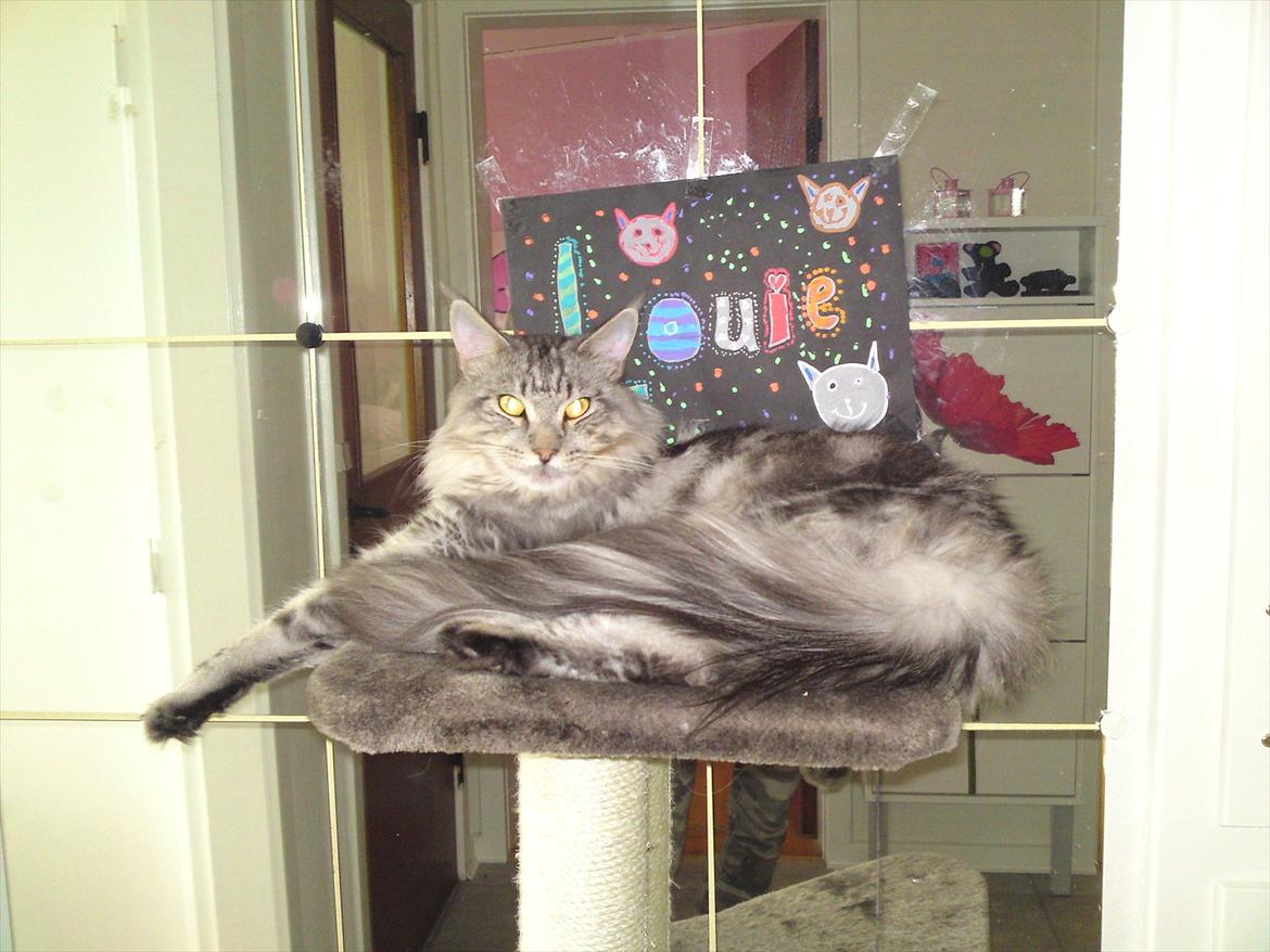 Maine Coon Baba Looey  (Louie) billede 6