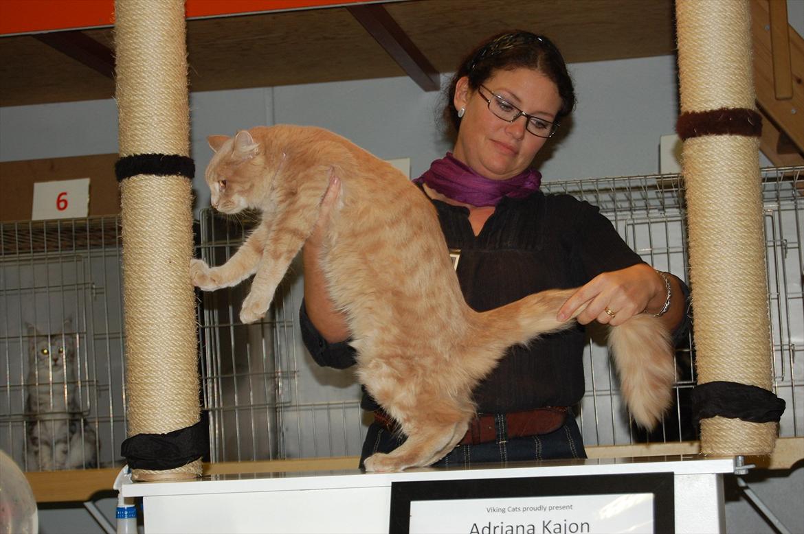 Maine Coon Lykken Pegasus aka. Preben:-* #FARS KAT# - Udstilling, fine kat:D billede 11