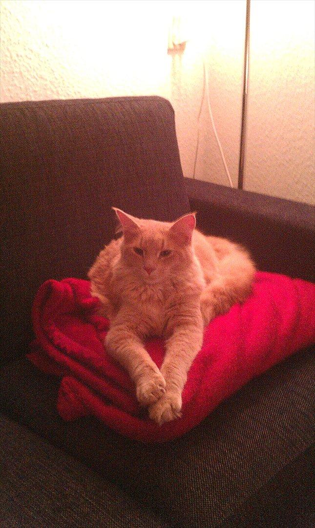Maine Coon Lykken Pegasus aka. Preben:-* #FARS KAT# - Så er han ikke så lille mere:) billede 12