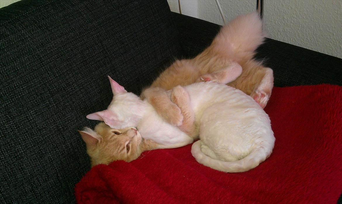 Maine Coon Lykken Pegasus aka. Preben:-* #FARS KAT# - Der bliver leget(: billede 13