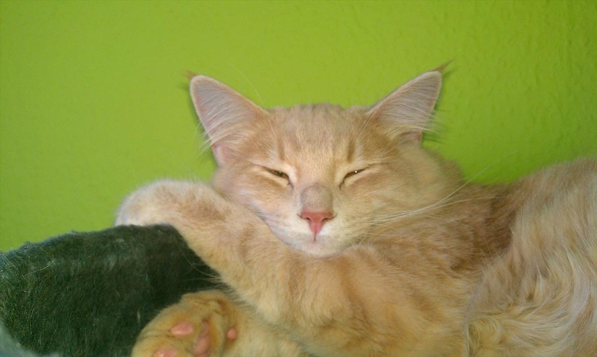 Maine Coon Lykken Pegasus aka. Preben:-* #FARS KAT# billede 14