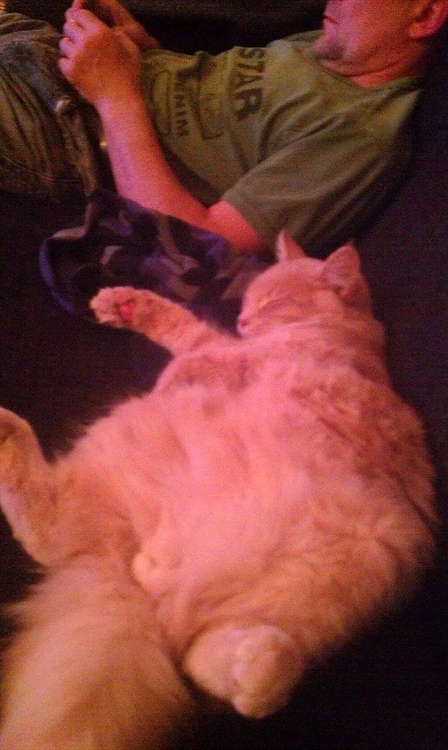 Maine Coon Lykken Pegasus aka. Preben:-* #FARS KAT# - Sofa hygge, da han var lille(: billede 15