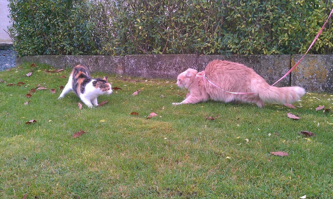 Maine Coon Lykken Pegasus aka. Preben:-* #FARS KAT# - Vi mødte naboens kat på Fyn:) Preben kan ikke li de fynske katte;) billede 16