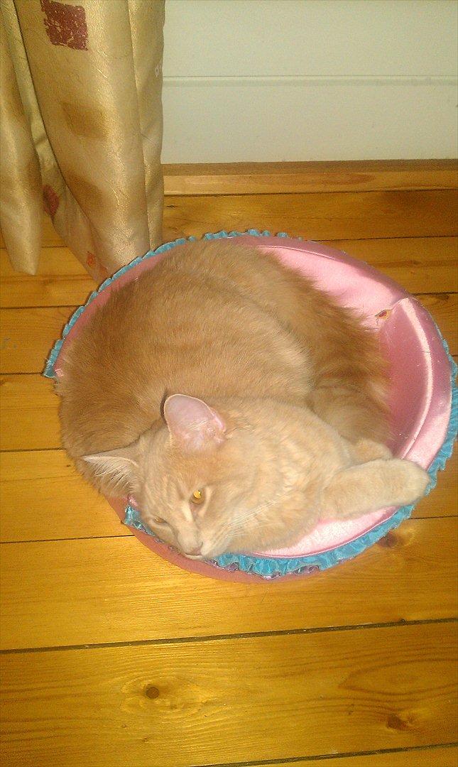 Maine Coon Lykken Pegasus aka. Preben:-* #FARS KAT# - Jaé, der var jo en gang hvor både Preben og Arwen kunne være i den, men det kan de ikke mere(: billede 17