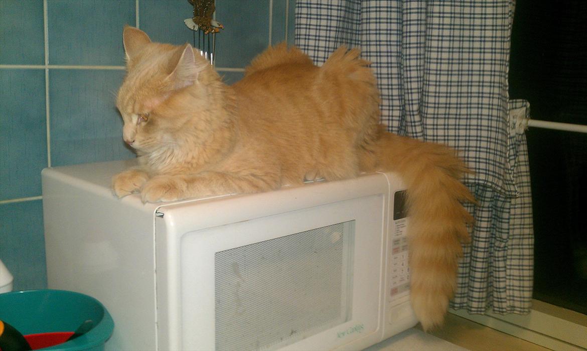 Maine Coon Lykken Pegasus aka. Preben:-* #FARS KAT# billede 18