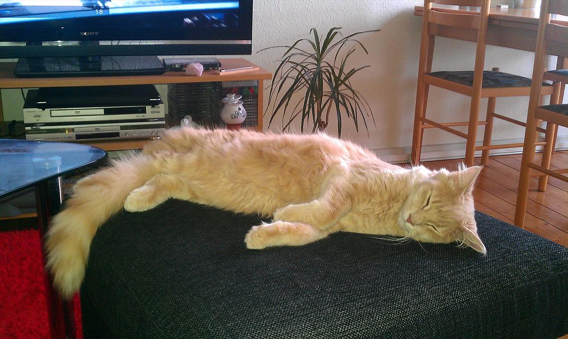 Maine Coon Lykken Pegasus aka. Preben:-* #FARS KAT# billede 19