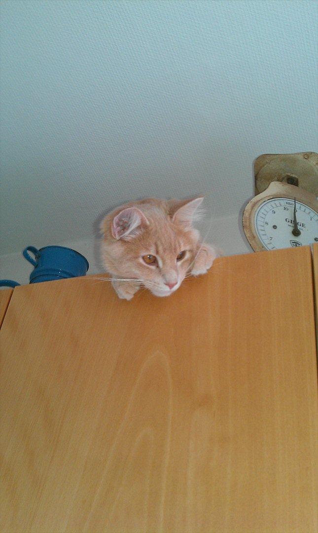 Maine Coon Lykken Pegasus aka. Preben:-* #FARS KAT# - Holder udkig:-) billede 20