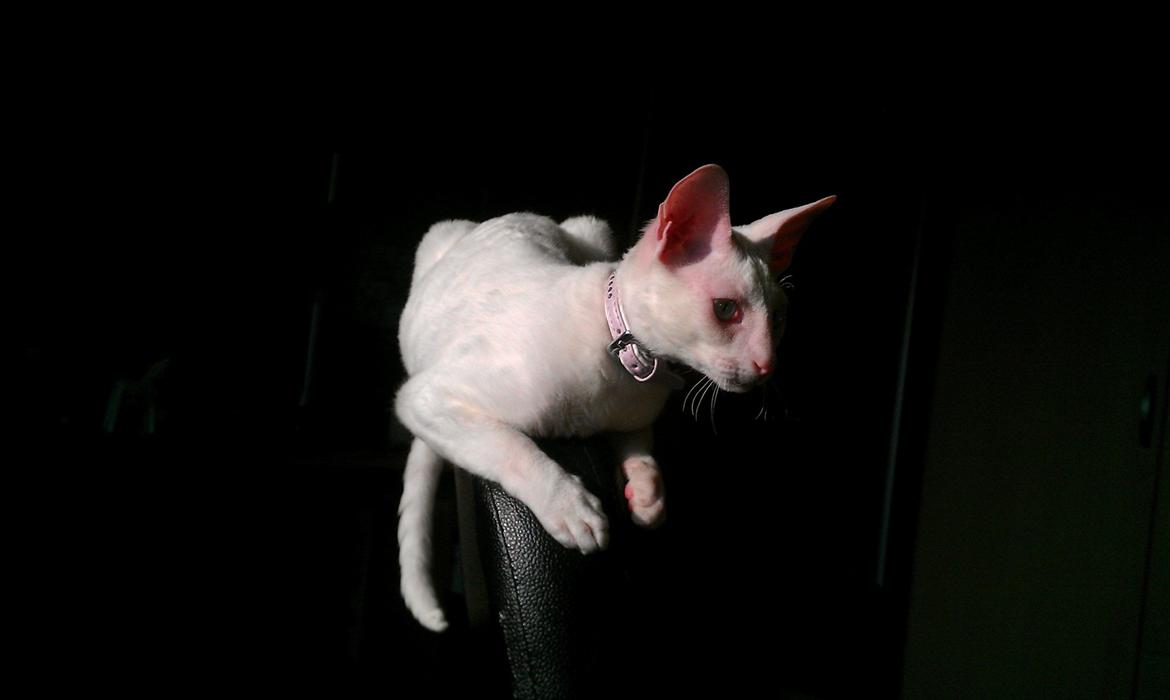 Cornish Rex Arwen Evening Star billede 16