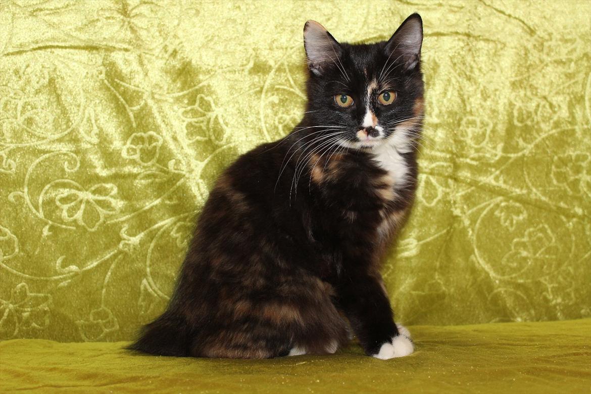 Kurilean Bobtail Nika - CH. Brusnika Pride Amour * RU billede 9