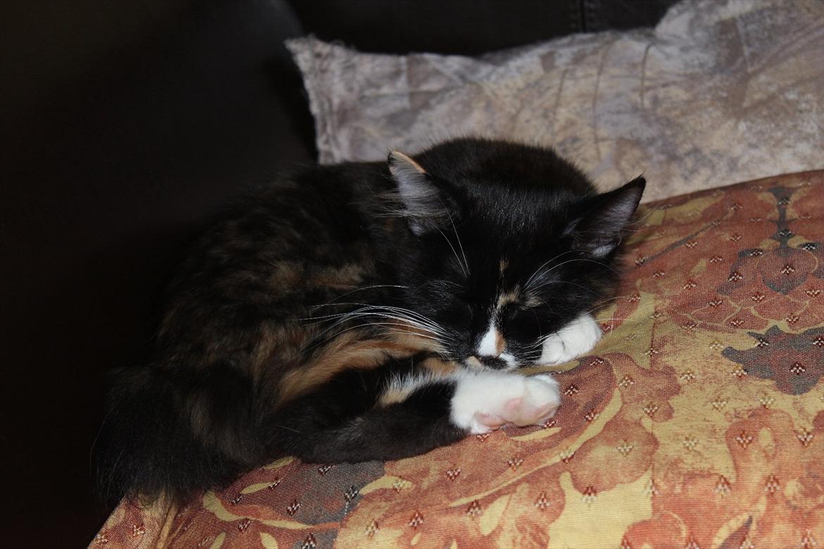 Kurilean Bobtail Nika - CH. Brusnika Pride Amour * RU billede 10