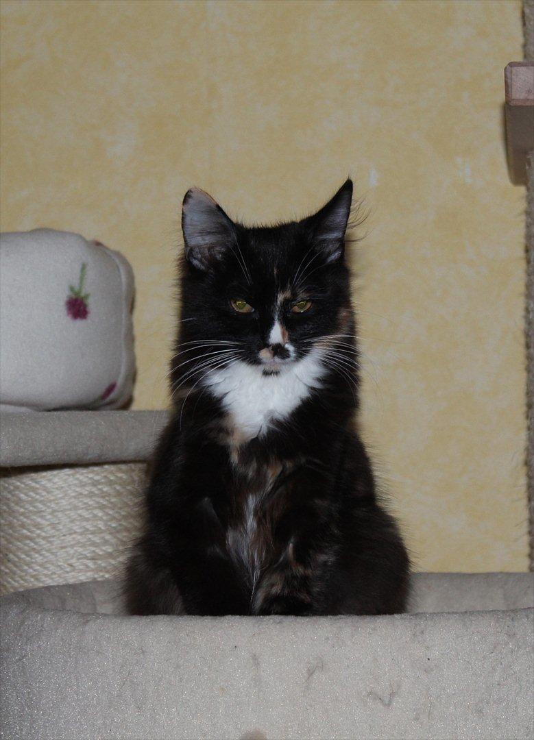 Kurilean Bobtail Nika - CH. Brusnika Pride Amour * RU billede 11