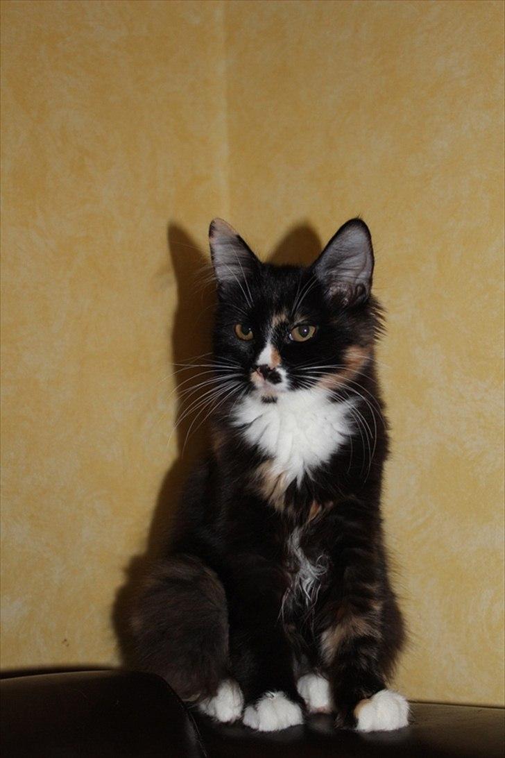 Kurilean Bobtail Nika - CH. Brusnika Pride Amour * RU billede 12