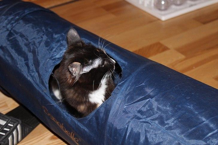 Kurilean Bobtail Nika - CH. Brusnika Pride Amour * RU billede 13