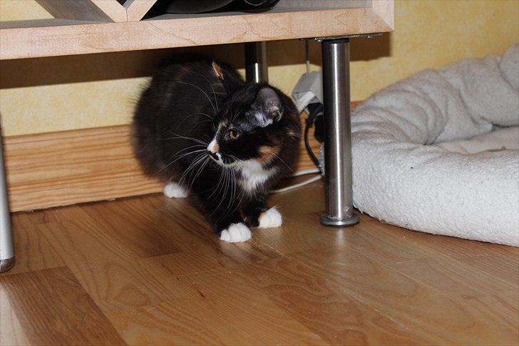 Kurilean Bobtail Nika - CH. Brusnika Pride Amour * RU billede 14