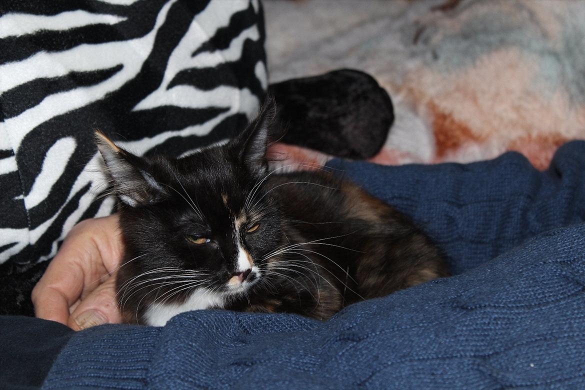 Kurilean Bobtail Nika - CH. Brusnika Pride Amour * RU billede 15