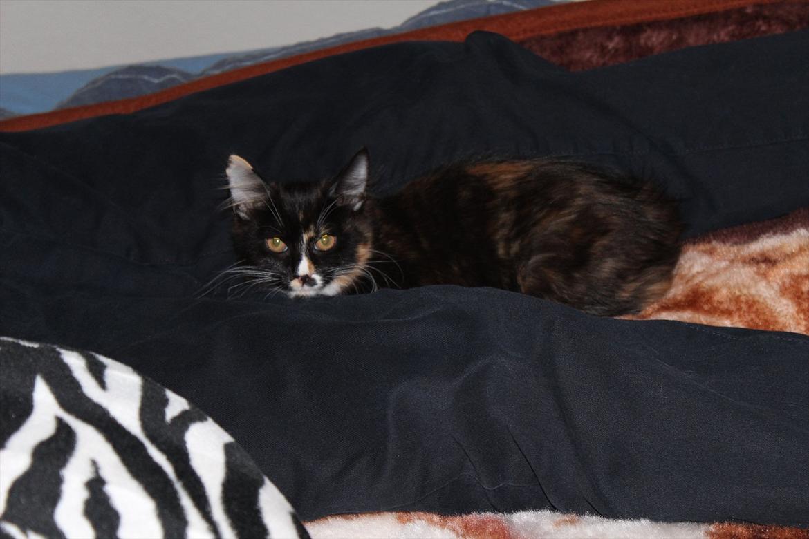 Kurilean Bobtail Nika - CH. Brusnika Pride Amour * RU billede 16