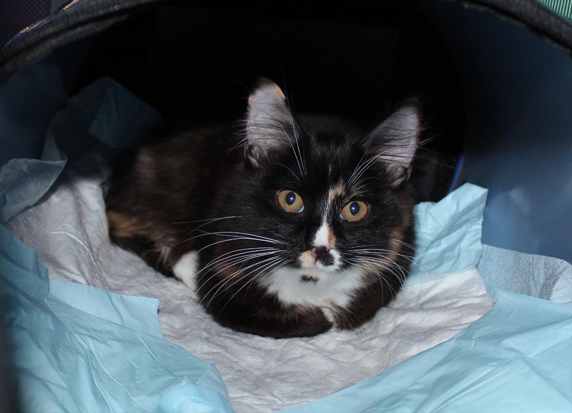 Kurilean Bobtail Nika - CH. Brusnika Pride Amour * RU billede 17