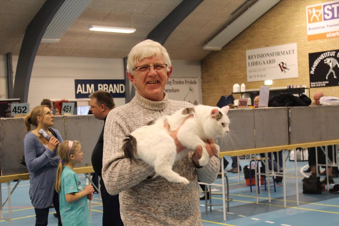 Kurilean Bobtail "Kiksen" - IC. Korzhik SuperBob  billede 17
