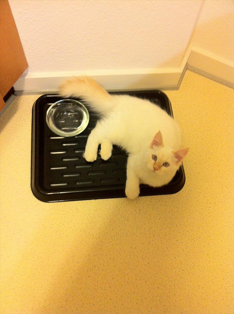 Hellig Birma Kaizer - 17. november 2011
Jeg er ved at være en lille anelse sulten mor?!? billede 11