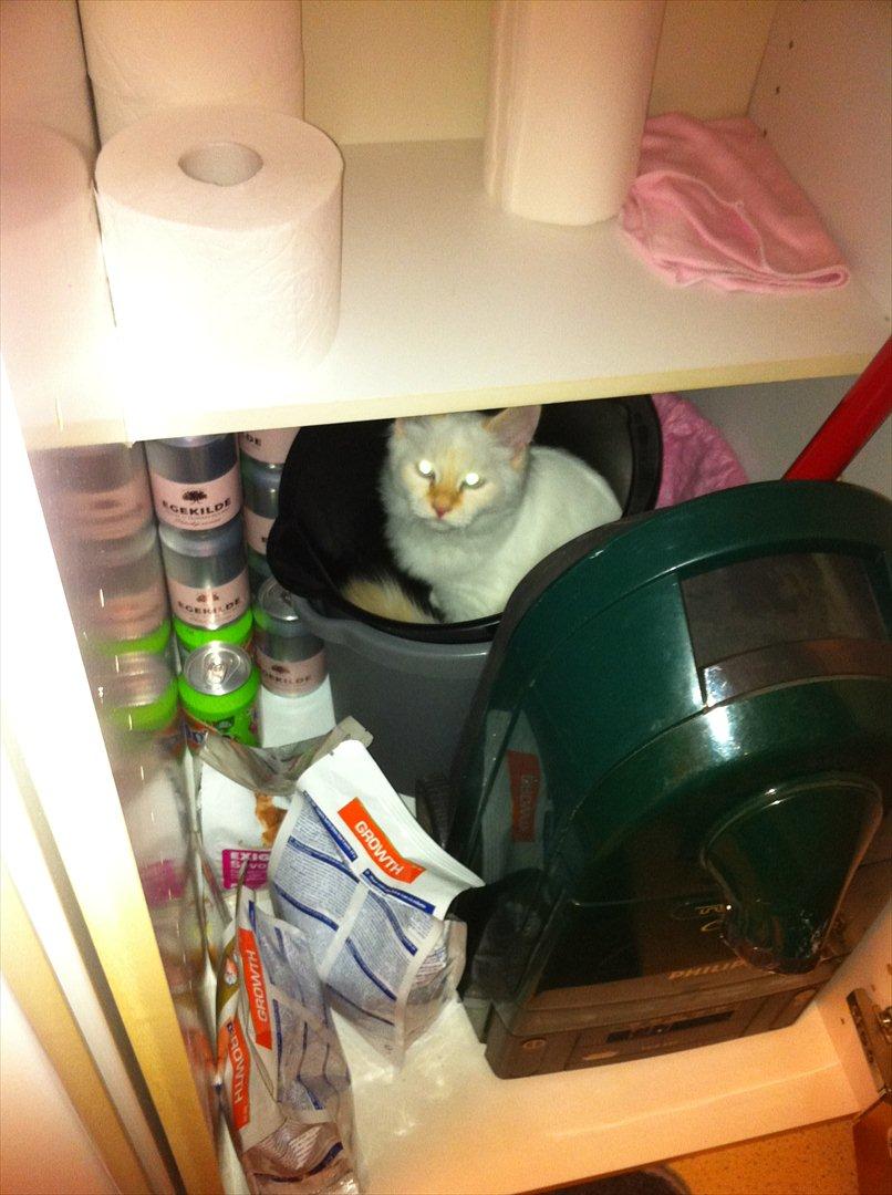 Hellig Birma Kaizer - 15. november 2011
Hihi, der troede du nok lige jeg var væk, hva? billede 10