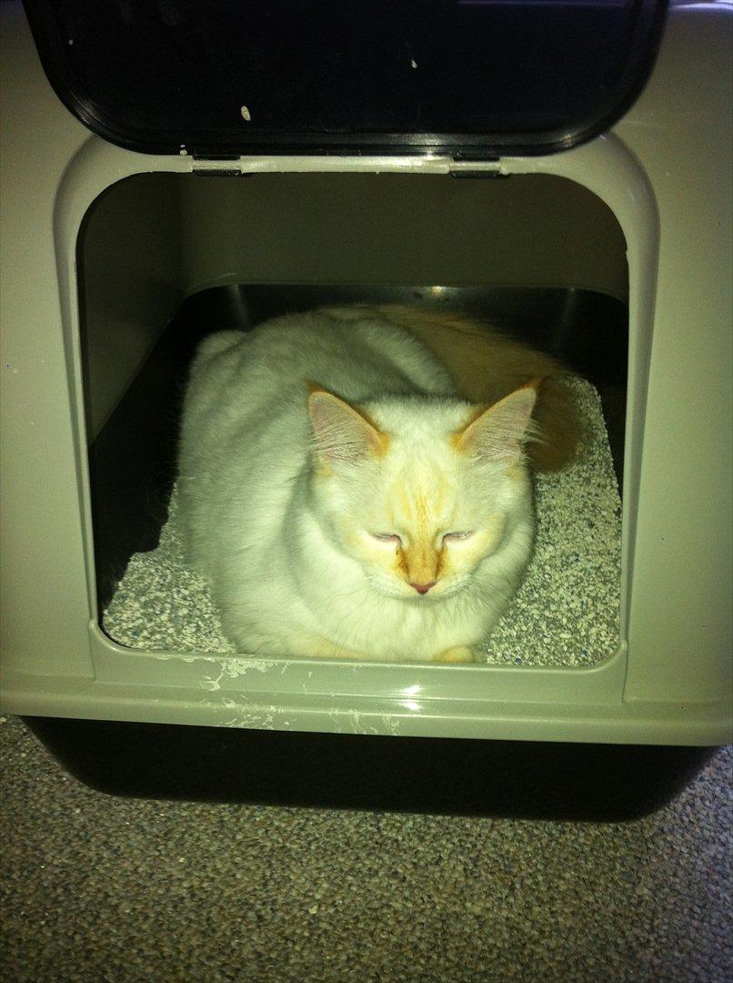 Hellig Birma Kaizer - 1. januar 2012
Uhm, et helt rent toilet er nu skønt :) billede 15