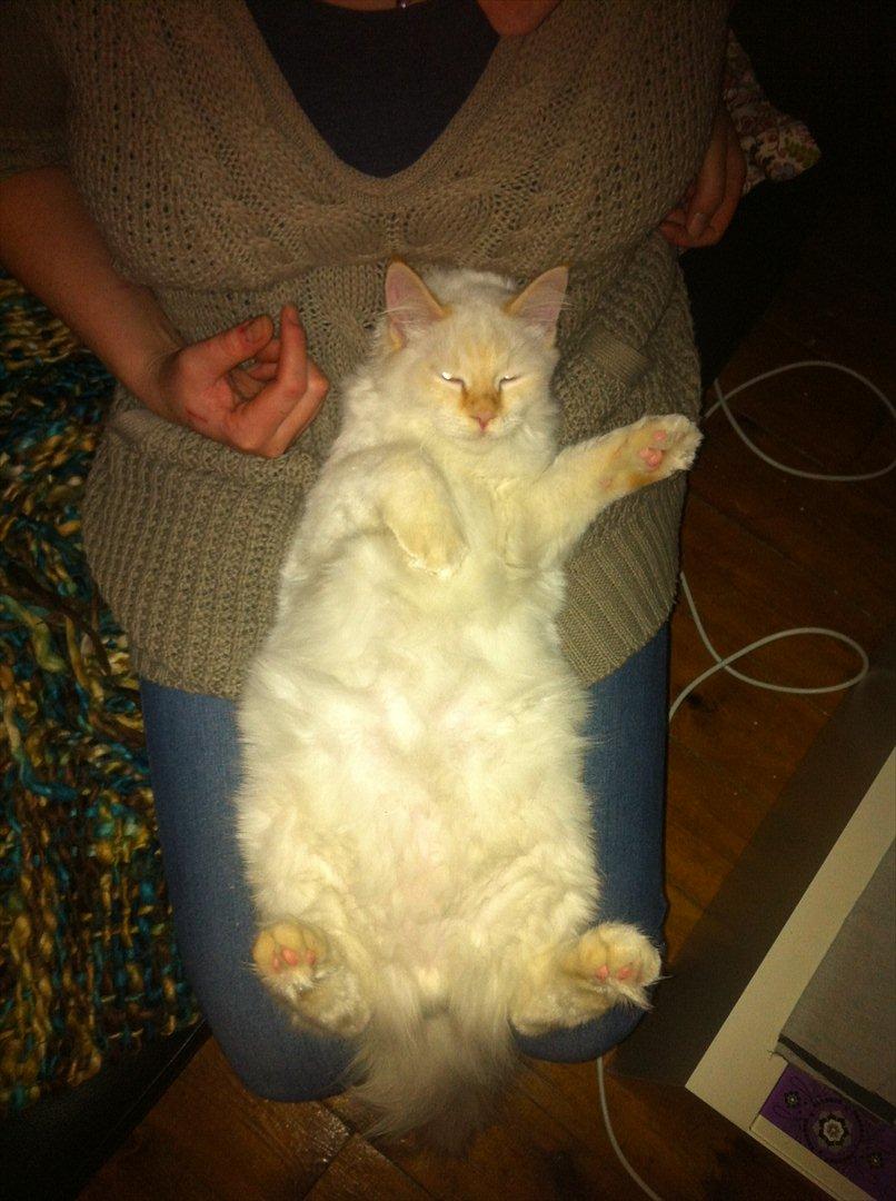 Hellig Birma Kaizer - 7. december 2011
Så hygger vi ! billede 12