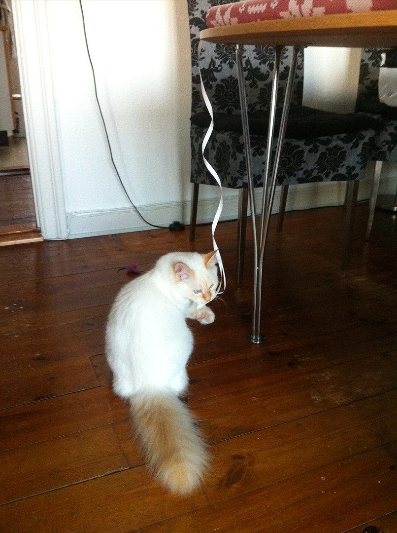 Hellig Birma Kaizer - 18. december 2011
Jeg hjælper lidt til med alle de pakker der! billede 13