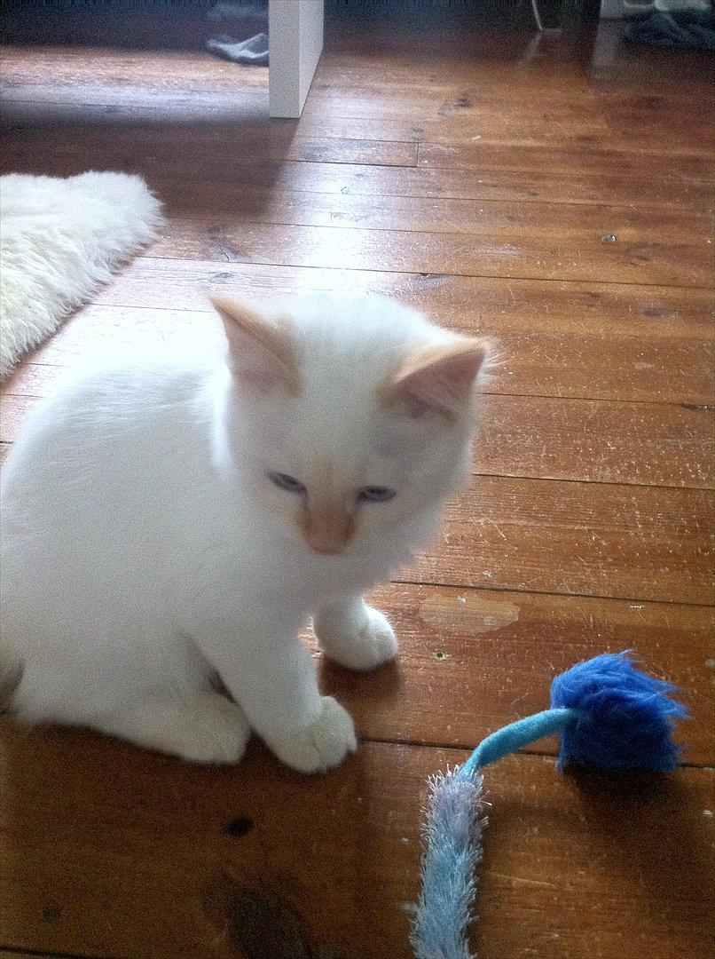 Hellig Birma Kaizer - 29. oktober 2011
Men den bevæger sig slet ikke mere?? billede 9