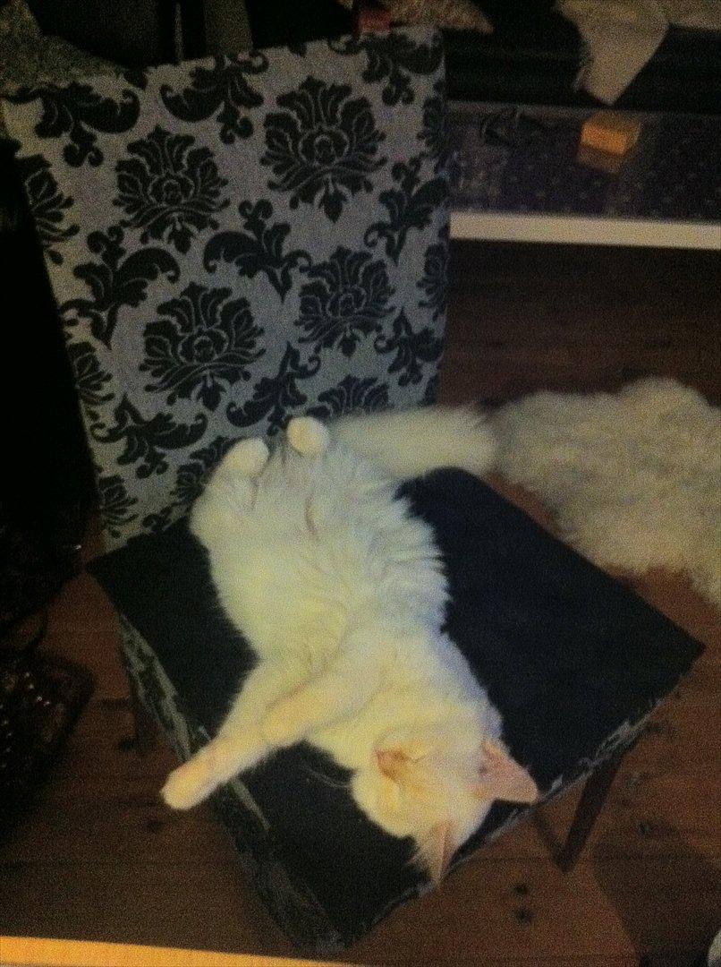 Hellig Birma Kaizer - 5. januar 2012
Så bliver der puttet! billede 16