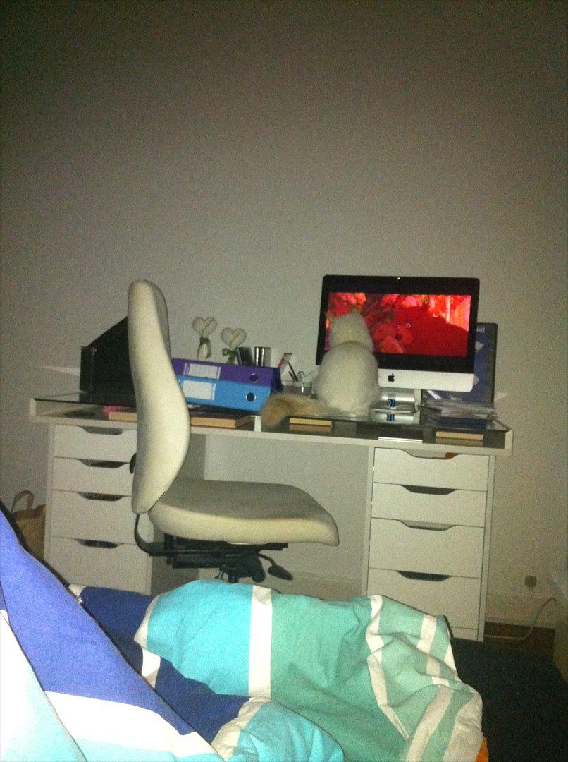 Hellig Birma Kaizer - 5. januar 2012
En tegnefilm er nu godt :) billede 17