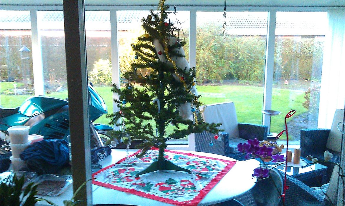 Hellig Birma Kaizer - 24. december 2011
Jeg har fuld kontrol over det træ der! (Troede jeg, indtil det væltede) billede 14