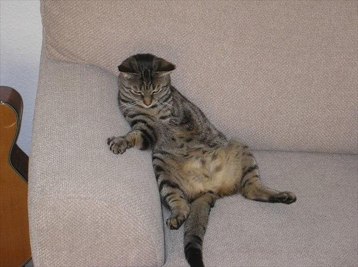Huskat Treben - Treben chiller i sofaen (hun var mere menneske end kat og sad ofte sådan) billede 1