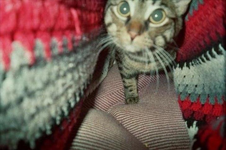 Huskat Treben - Treben elskede at gemme sig under tæpper og dyner.  billede 2