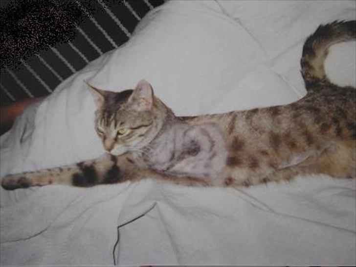 Huskat Treben - Efter operationen billede 3