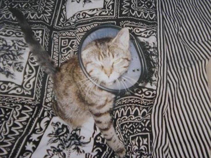 Huskat Treben - efter operationen - hun var ikke specielt stor fan af den der krave! billede 4