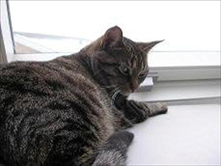 Huskat Treben - Holder øje med Verden fra vinduet billede 5