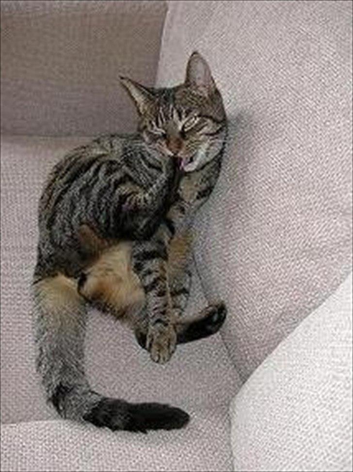 Huskat Treben - ..... utroligt irriterende vane hun havde der! billede 6