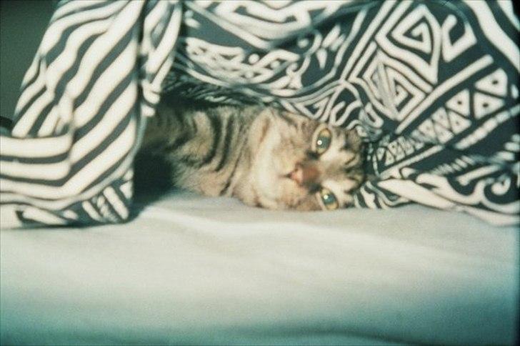 Huskat Treben - ...... FUNDET!!! billede 7