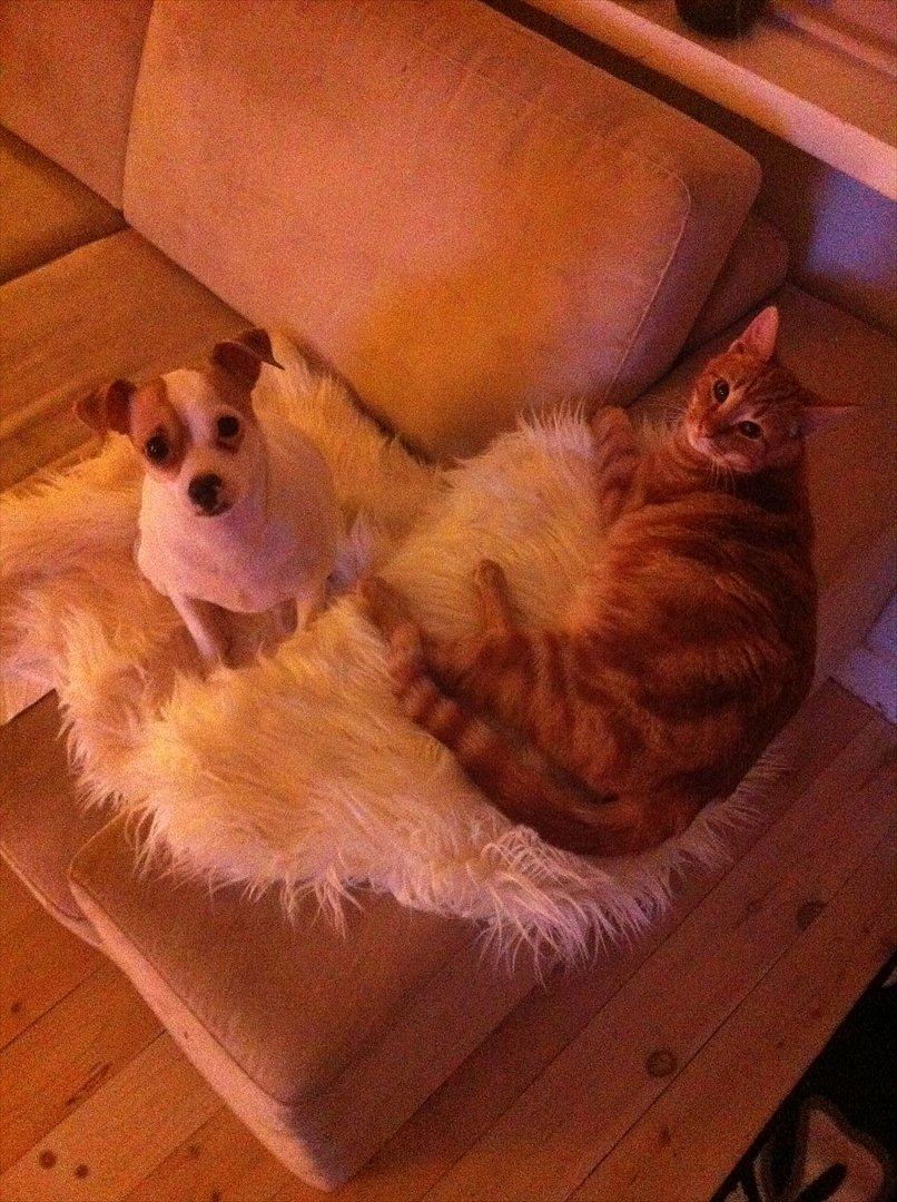 Huskat Milo billede 19