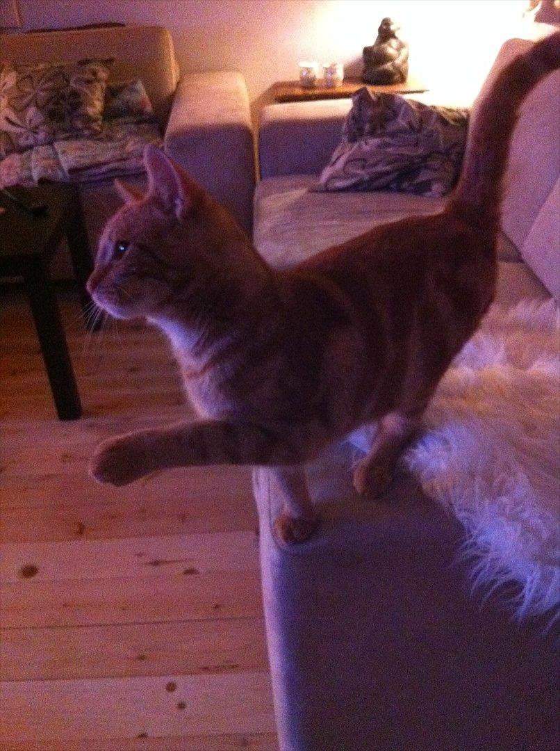 Huskat Milo billede 20