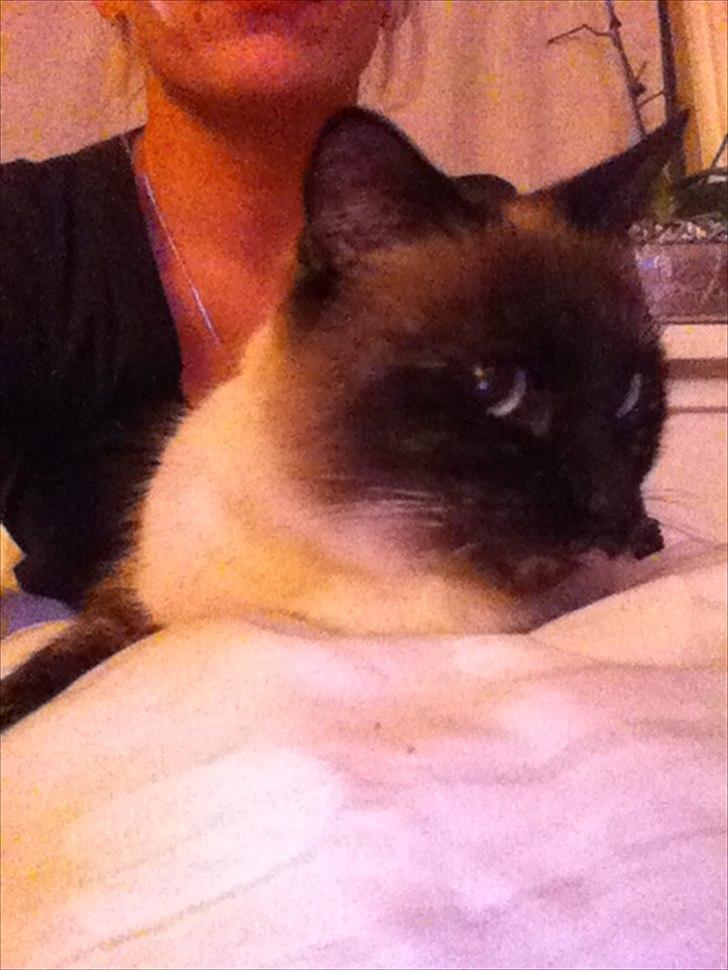 Siameser Cocco billede 1