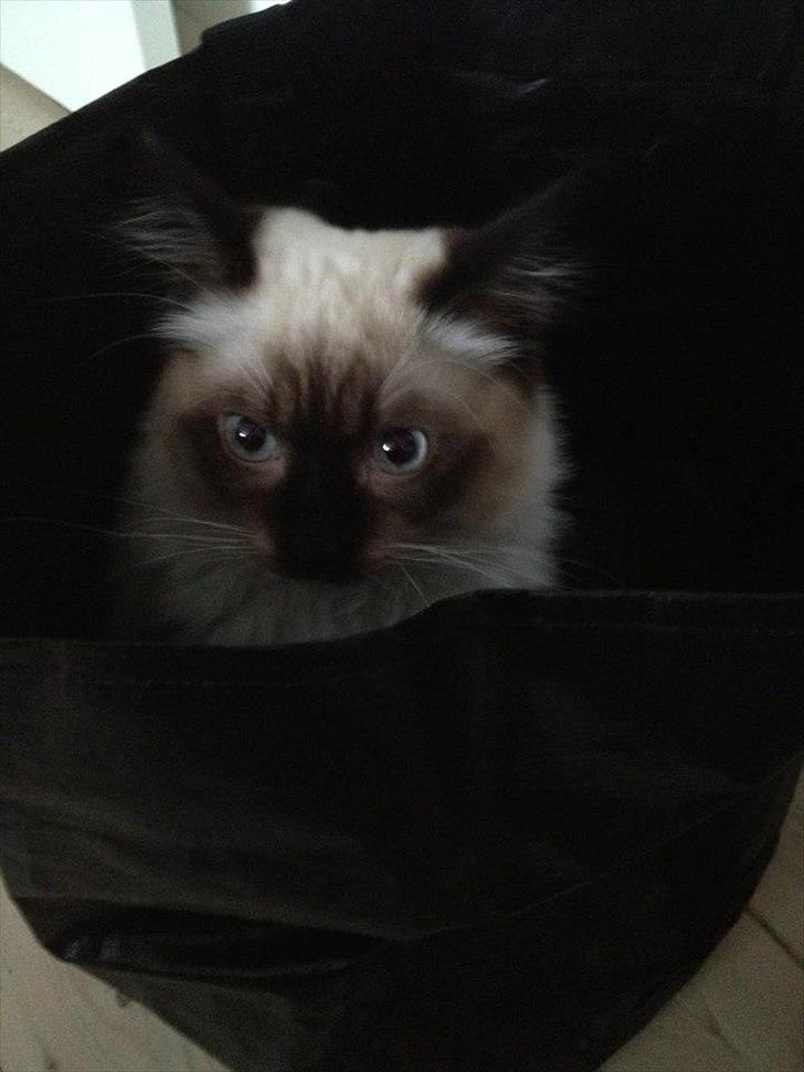 Hellig Birma Leopold - Leopold & hans nye ynglings "hule". 
- Januar, 2012 billede 2