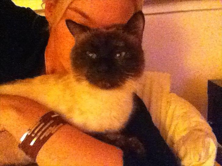 Siameser Cocco billede 2