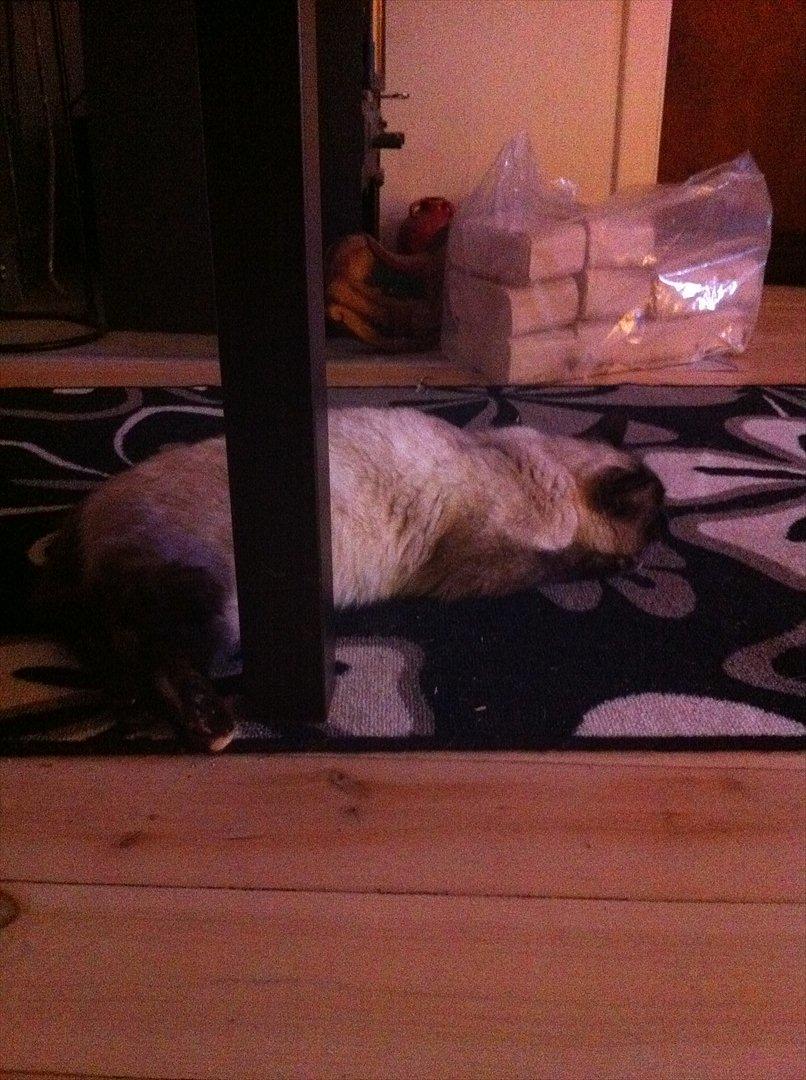 Siameser Cocco billede 3