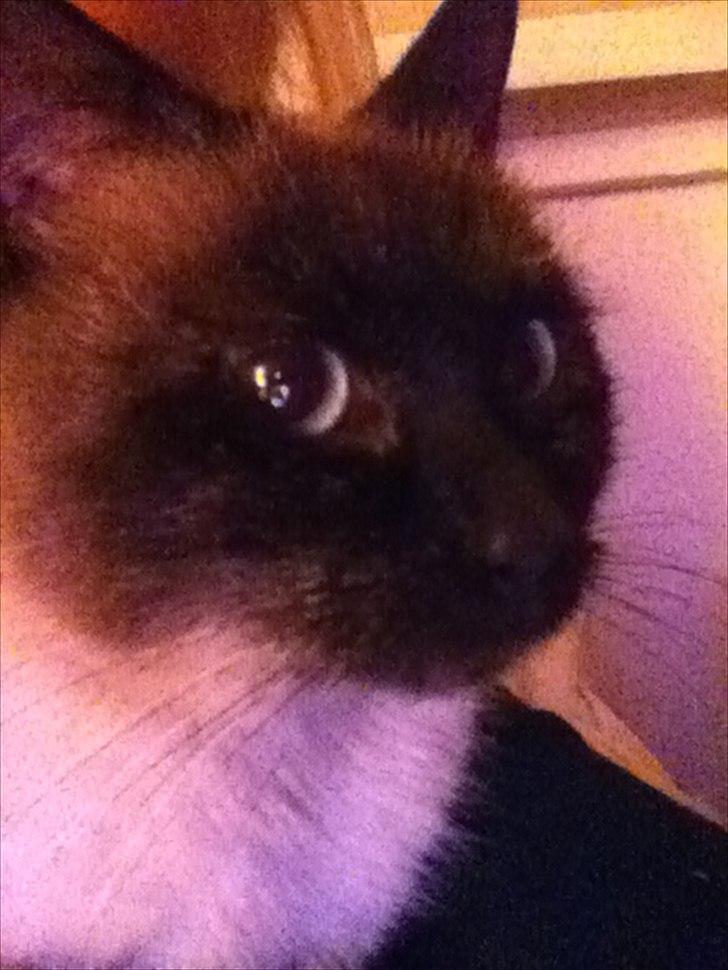 Siameser Cocco billede 4