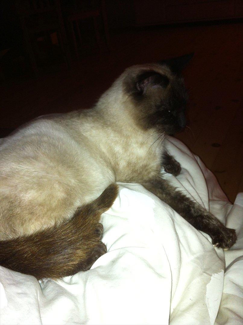 Siameser Cocco billede 5