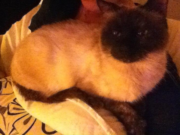 Siameser Cocco billede 6